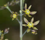 Blue cohosh